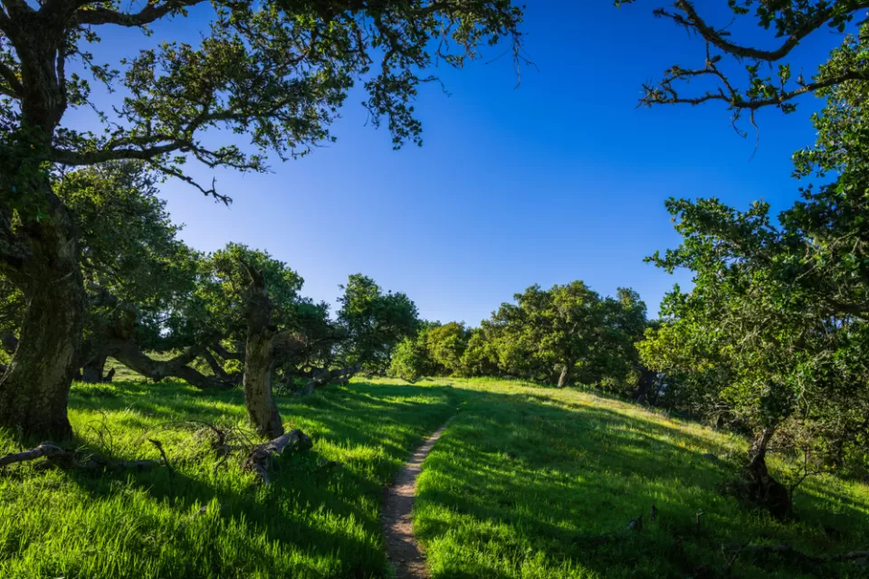Hiking trail through green, forested area